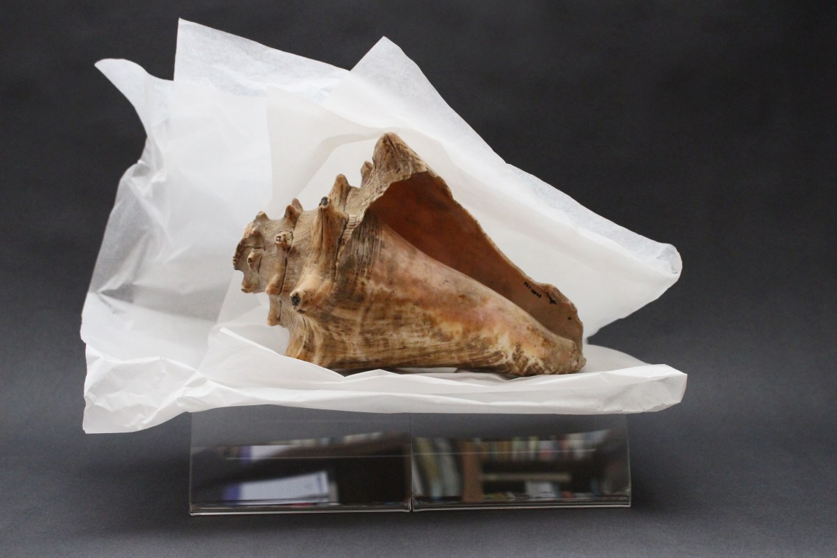 Cragen Beca a&nbsp;Talog